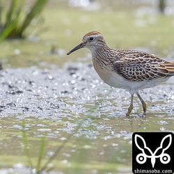 ウズラシギ幼鳥。アメリカウズラシギだとよかったんだけどと思ってたら隣の田んぼにアメリカウズラシギがいました!! 下の写真がそれです。