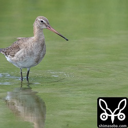 オグロシギは、田んぼでせっせと餌探し。