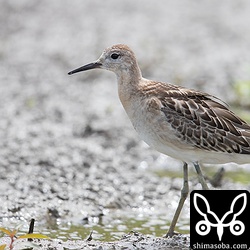 エリマキシギをあちこちで見ます。今年は、多いのかなー?