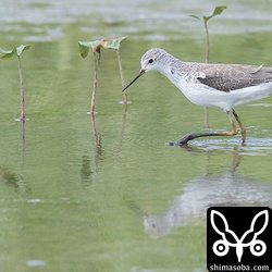 コアオアシシギは数羽の群れでいました。可愛らしいですね。