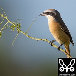 数は少ないですが、沖縄本島にも渡ってくるシマアカモズ。