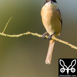 シマアカモズのオレンジ色が夕日に映えていました。