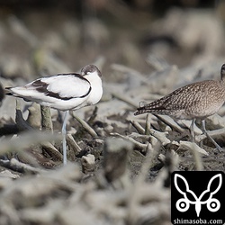 居眠りするソリハシセイタカシギ。潮が満ちてくるとチュウシャクシギなどと休憩していました。