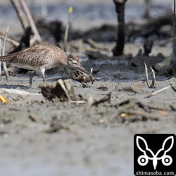 チュウシャクシギもヒメヤマトオサガニをゲット。