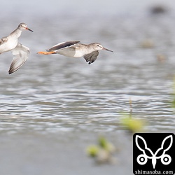 潮が満ちてくるとシギたちは沿岸へ戻ってきます。アカアシシギのランデヴー。