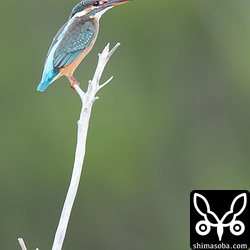 目の前に現れたカワセミのメス。綺麗ですね。
