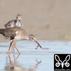 アカアシシギがヒメヤマトオサガニを捕まえた。