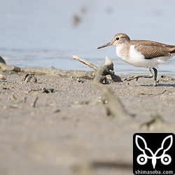 目の前を横切っていったイソシギ。
