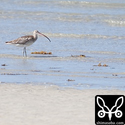 ダイシャクシギは2羽いましたが、観光客が来るたびに飛ばされていました。