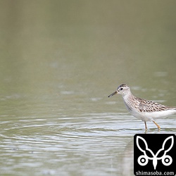 ヒバリシギ。