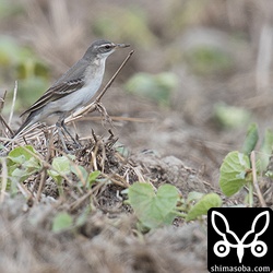 ツメナガセキレイ。