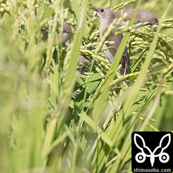 外来種のシマキンパラ。