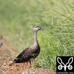 上のジシギを撮ってたら手前に舞い降りたカルガモ。カルガモの写真をウェブログに掲載するの初めてです。^^;