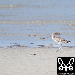 もう一羽のダイシャクシギ。