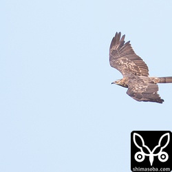 今回のハチクマの渡りはメスが多かった。