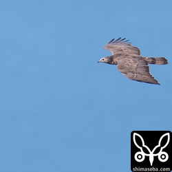 こちらは唐津湾をバックに悠々と渡っていくハチクマのオス。