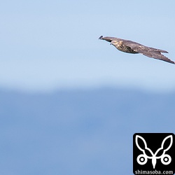虹の松原上空を渡るハチクマのメス。