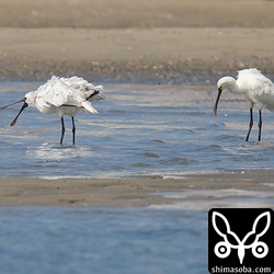 見つけた時は、両者、翼に頭を埋めて眠っていたのですが、しばらく観察しているとのそのそと起き、羽繕いを始めました。
