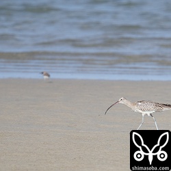 数日前にはホウロクシギもいたのですが残っているのはダイシャクシギだけ。