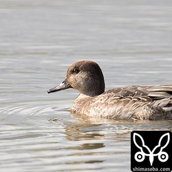 コガモが数羽田んぼに浮かんでいました。