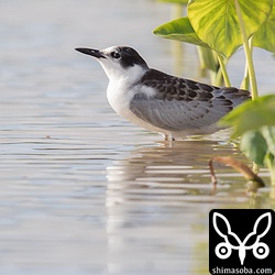 ハジロクロハラアジサシの幼鳥と思ったけど、どうやらクロハラアジサシの幼鳥のようだ。幼羽の場合、軸班の茶褐色部分がはっきり分かれているそうです。