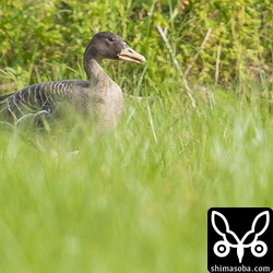 昨日と同じ田んぼで休むヒシクイ。どの個体も暑そうにくちばしを半開きでした。