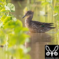 コガモは10羽が二つの田んぼに分かれていました。