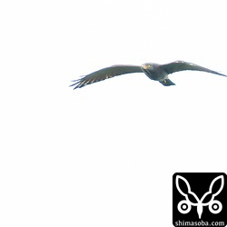 曇り空で残念なサシバの渡り。