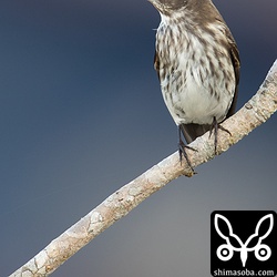 エゾビタキもたくさん渡ってきているようでした。名護岳の天上展望台から十数羽の群れが渡り、合計百数十羽以上が南へ飛び去る様子が観察できました。