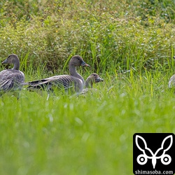 田んぼにはヒシクイが5羽佇んでいました。少し疲れているのか水たまりで長いこと休んでいました。ずいぶん南まで来てしまったものです。