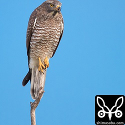 こちらはすでに満腹なのか、目の前の畑に大きなバッタが飛んでも見ているだけでした。