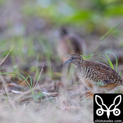 ミフウズラは、サシバに見つからないよう木陰での餌探し。手前はオス、奥にぼんやり見えるのがメス。