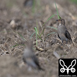 ツバメチドリはここからさらに南へ渡るのでしょうか。