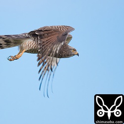 ミフウズラの天敵、サシバ。この日、伊計島で3羽のサシバを発見。