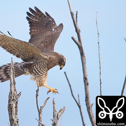このサシバの下をレンタカーが行き来するが、気にしないようす