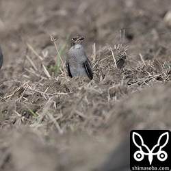 こちらもお疲れ。左の後ろ向きのツバメチドリも頭部の羽毛を立ててお疲れモード。