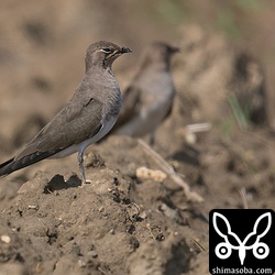 目を半分つむり、疲れた様子のツバメチドリ。