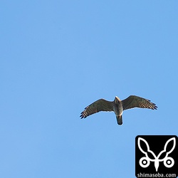 これも高い。あっという間に南へ飛び去りました。
