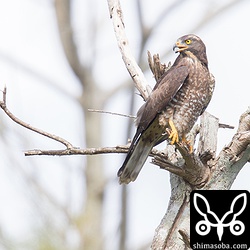 こちらのサシバも田んぼで獲物探し。沖縄本島など南西諸島で越冬するサシバもいます。