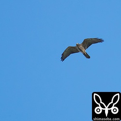 サシバの幼鳥。日本で春に生まれた幼鳥は、秋には遥か南の越冬地を目指す旅に出ます。