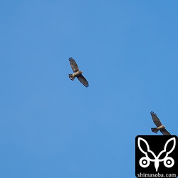 サシバの成鳥と幼鳥。
