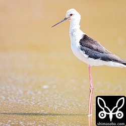 珍しくないセイタカシギですが、光がまわって美しく輝いていました。^^