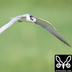 獲物を探しながら低空飛行するクロハラアジサシ。