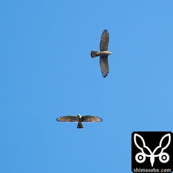 サシバのランデヴー。