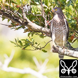金武町の田んぼで獲物を探すサシバ。両足とも泥だらけです。