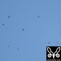 画角に入りきらない群れ。60羽ほどのタカ柱でした。