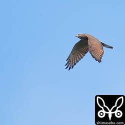 サシバの群れが現れるとやんばるの森の中で休んでいたサシバが追いつこうと必死に上昇します。