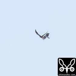 ツミに襲撃されるサシバ。ツミがサシバの尾羽に噛みついています。