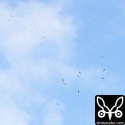 二つの群れが一つのタカ柱になる。