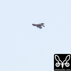 ツミがサシバの背後をとり蹴りを入れています。